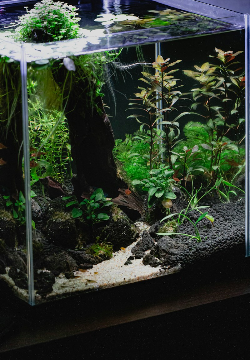 Planted freshwater aquarium with rocks, driftwood, and a sandy path.
